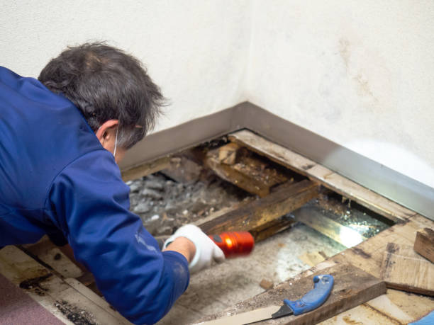 Best Health and Safety Mold Remediation in Jenkins, KY