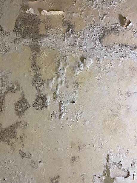  Jenkins, KY Mold Removal Pros