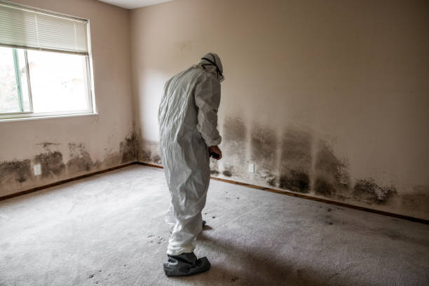 Best Basement Mold Remediation in Jenkins, KY