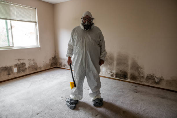 Reliable Jenkins, KY Mold Remediation Solutions